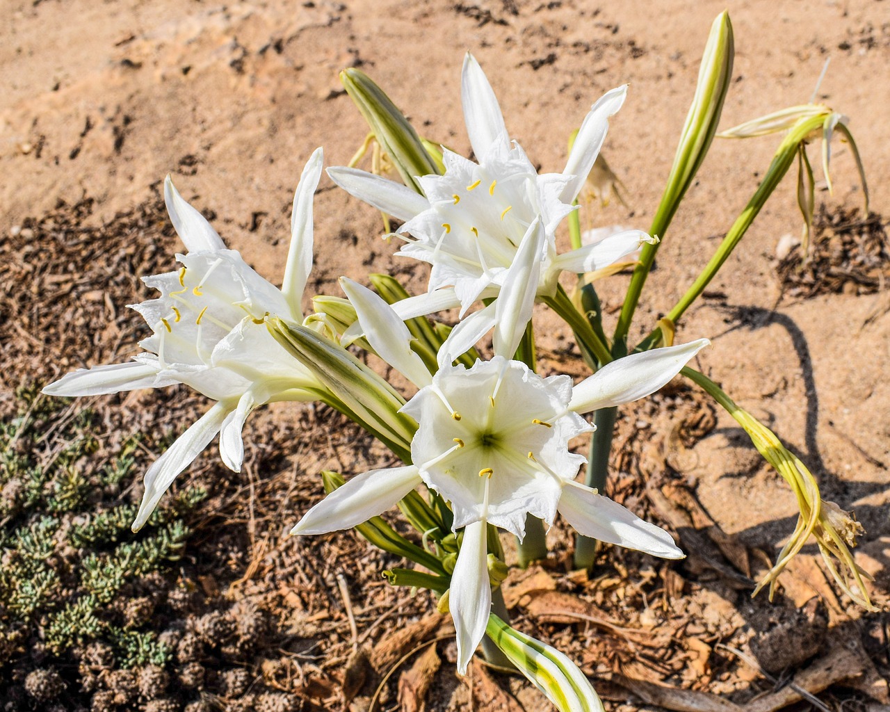 Pancratium Maritimum, Lelija, Gėlė, Smėlis, Augalas, Flora, Gamta, Kipras, Nemokamos Nuotraukos,  Nemokama Licenzija