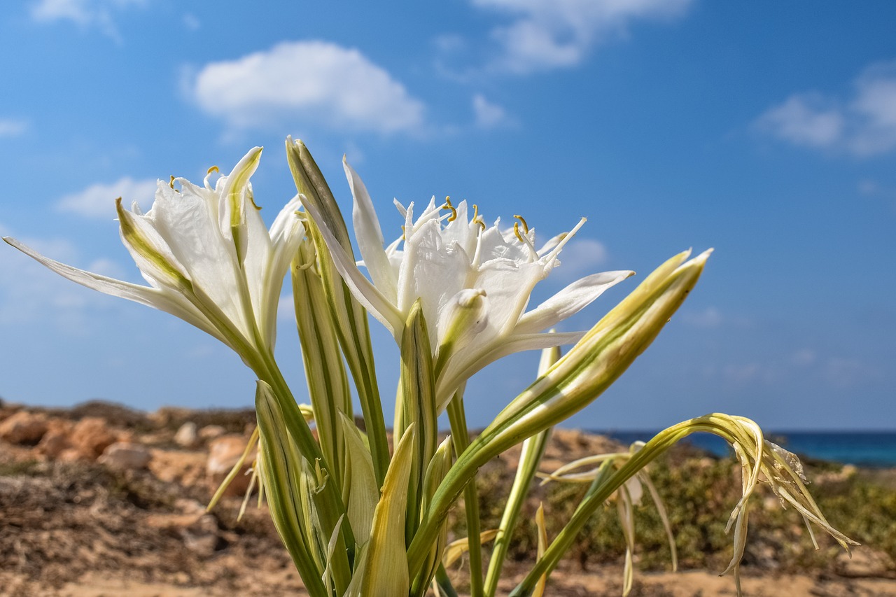 Pancratium Maritimum, Lelija, Gėlė, Smėlis, Augalas, Flora, Gamta, Kipras, Nemokamos Nuotraukos,  Nemokama Licenzija