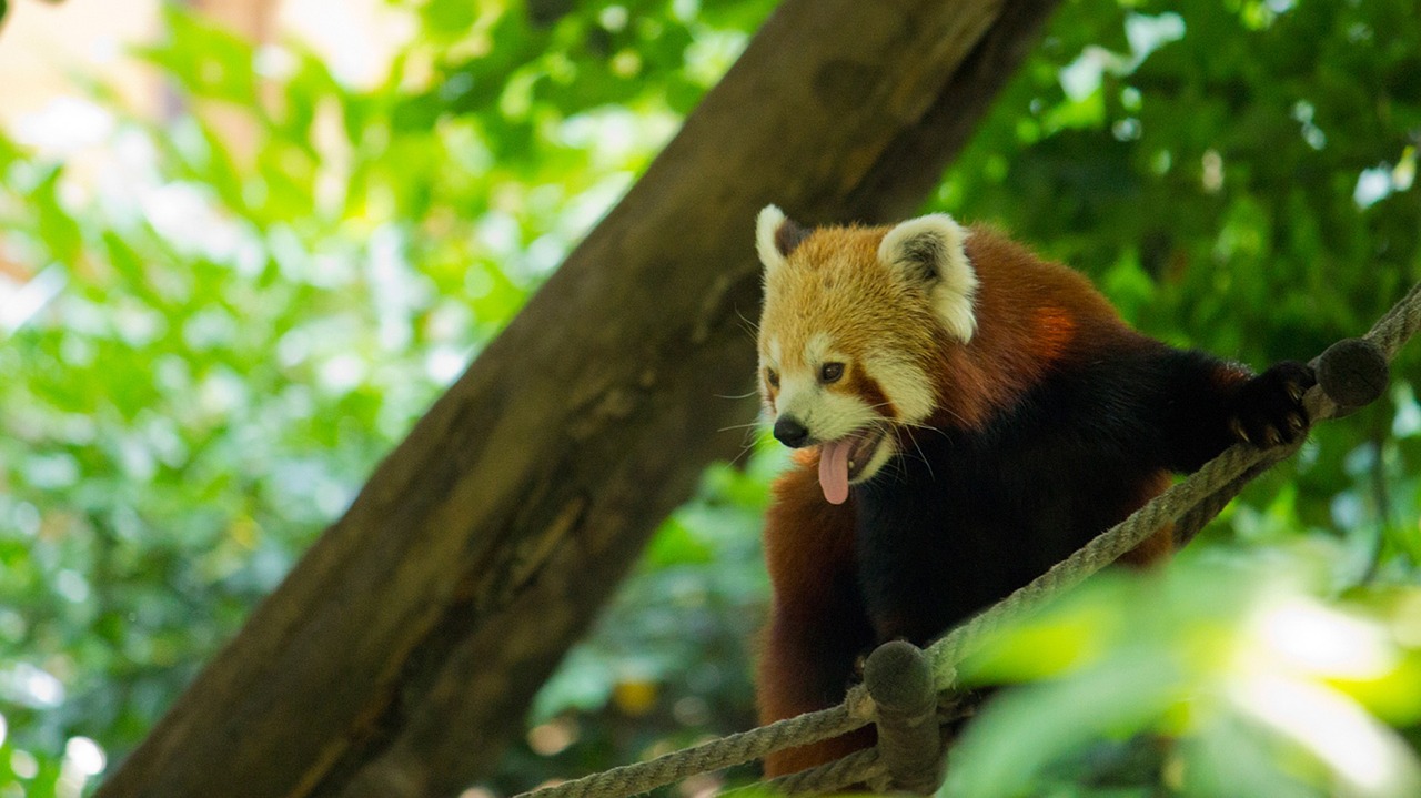 Panda, Medis, Mielas, Zoologijos Sodas, Gamta, Laukinė Gamta, Žavinga, Laukiniai, Gyvūnas, Miškas