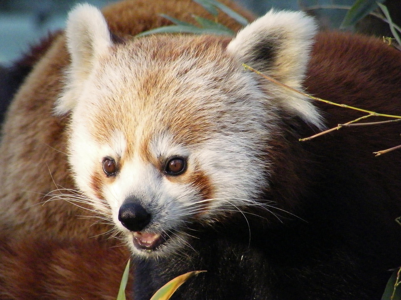 Panda, Raudona, Zoologijos Sodas, Gyvūnai, Galva, Nemokamos Nuotraukos,  Nemokama Licenzija