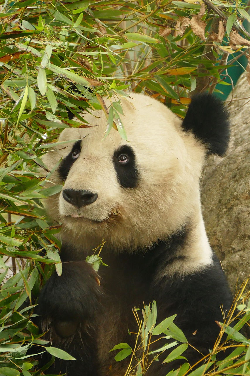 Panda, Gyvūnai, Turėti, Žinduolis, Zoologijos Sodas, Kailis, Mielas, Gamta, Pūkuotas, Pandos Lydinys