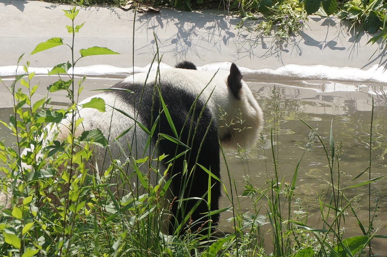 Panda, Gyvūnas, Natūralus, Mažai Švieži, Nemokamos Nuotraukos,  Nemokama Licenzija