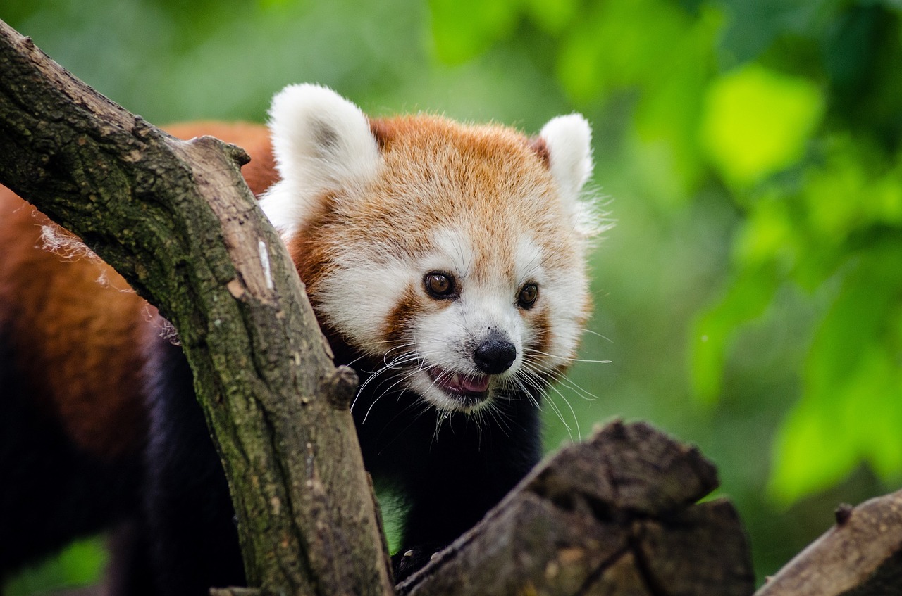 Panda, Raudona, Laukinė Gamta, Zoologijos Sodas, Žinduolis, Kailis, Gamta, Lauke, Mielas, Žiūri