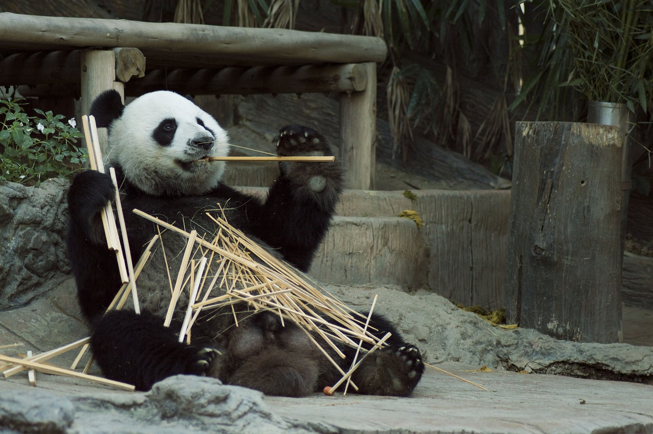 Panda, Cub, Laukinė Gamta, Zoologijos Sodas, Mielas, Kinija, Žinduolis, Gamta, Balta, Turėti