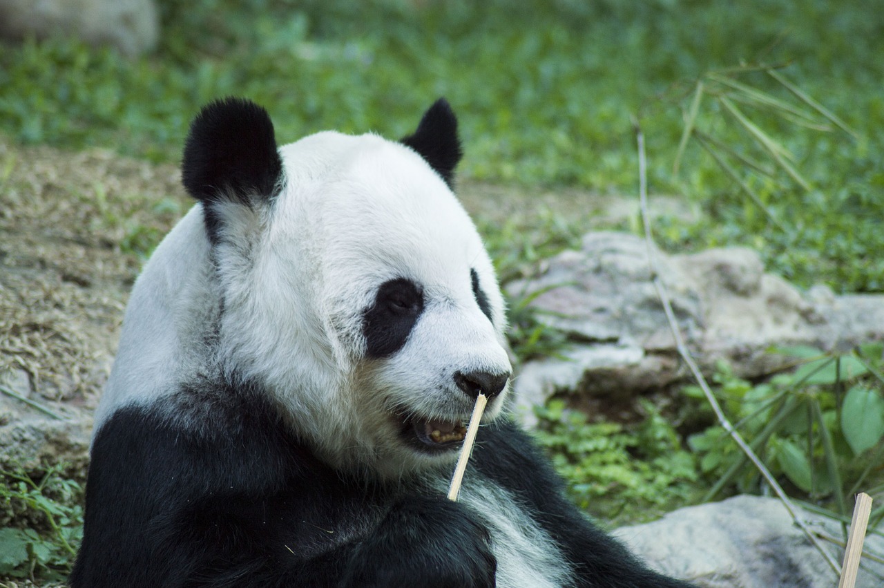 Panda, Cub, Laukinė Gamta, Zoologijos Sodas, Mielas, Kinija, Žinduolis, Gamta, Balta, Turėti