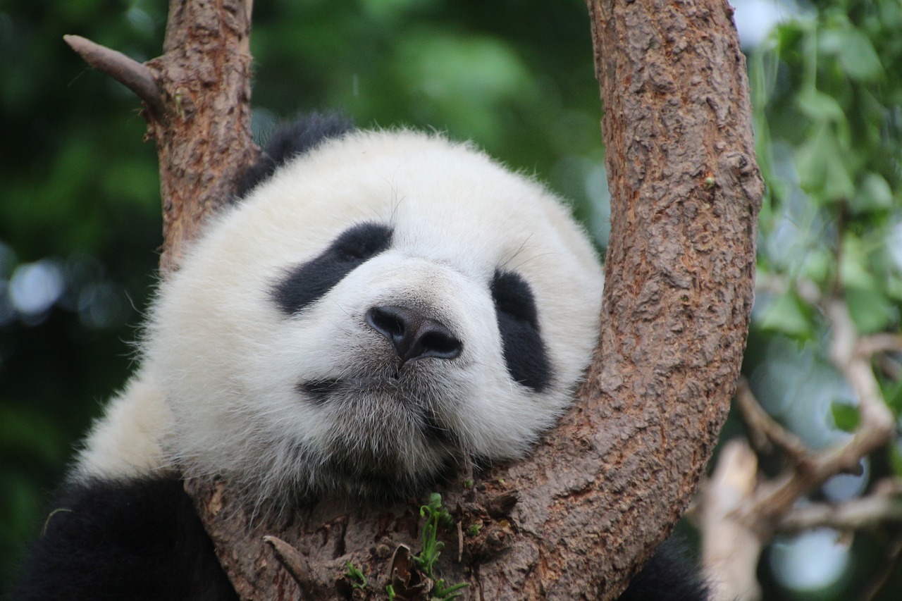 Panda, Pandos Lydinys, Miegoti, Poilsis, Atsipalaiduoti, Kinija, Žinduolis, Bambukas, Jaunas Gyvūnas, Juoda