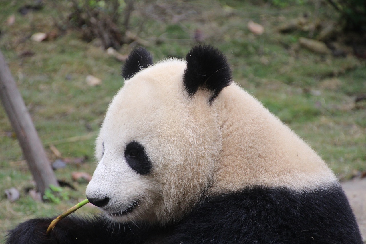 Panda, Pandos Lydinys, Valgyti, Pakabos, Atsipalaiduoti, Kinija, Žinduolis, Bambukas, Juoda, Balta