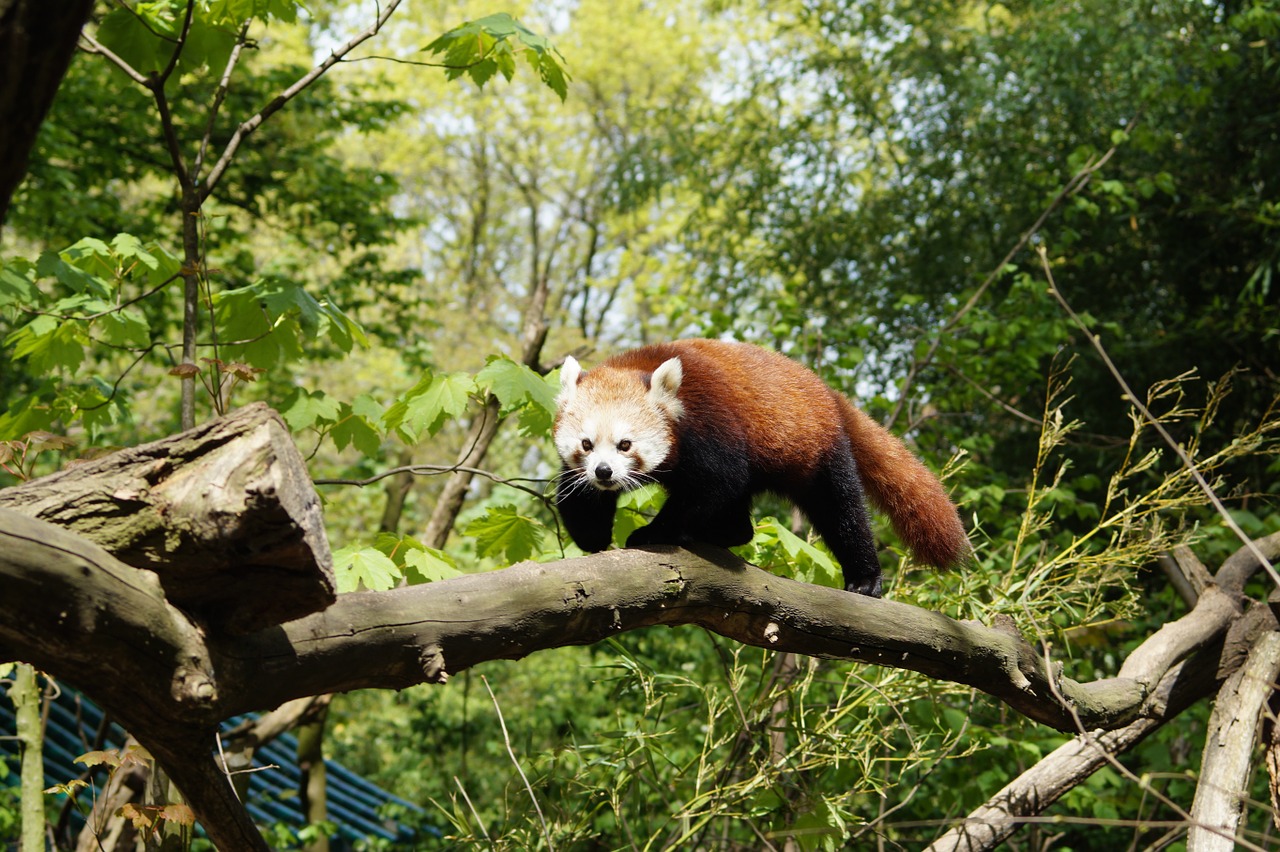 Panda, Gamta, Žinduolis, Raudonoji Panda, Zoologijos Sodas, Mielas, Nemokamos Nuotraukos,  Nemokama Licenzija