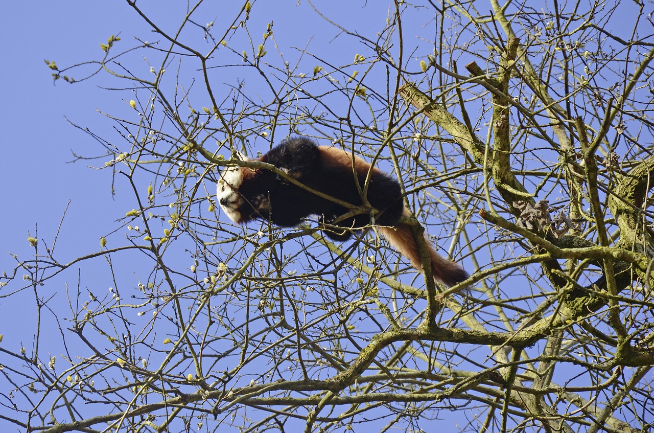 Panda, Turėti, Medis, Raudonoji Panda, Mielas, Gyvūnų Pasaulis, Nemokamos Nuotraukos,  Nemokama Licenzija