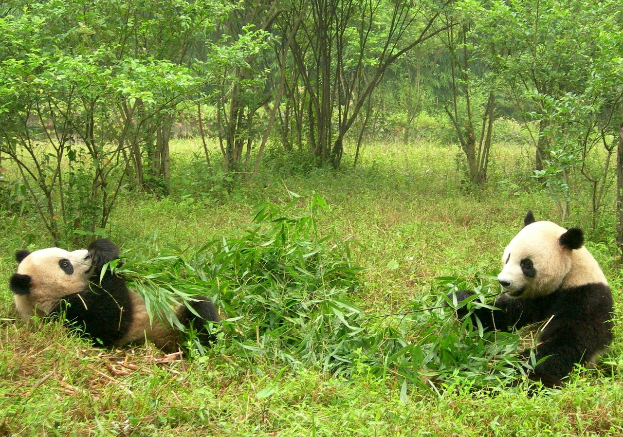 Pandas, Du Pandas, Kinija, Sichuanas, Pandos Tyrimai, Valgymas, Bambukas, Nemokamos Nuotraukos,  Nemokama Licenzija