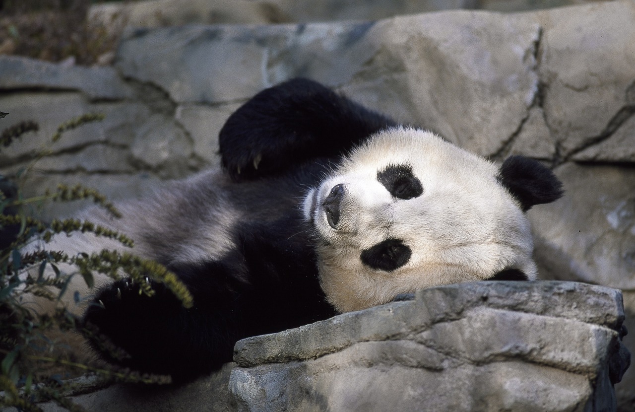 Panda, Turėti, Zoologijos Sodas, Mielas, Laukinė Gamta, Kinija, Asija, Kinai, Kailis, Žinduolis