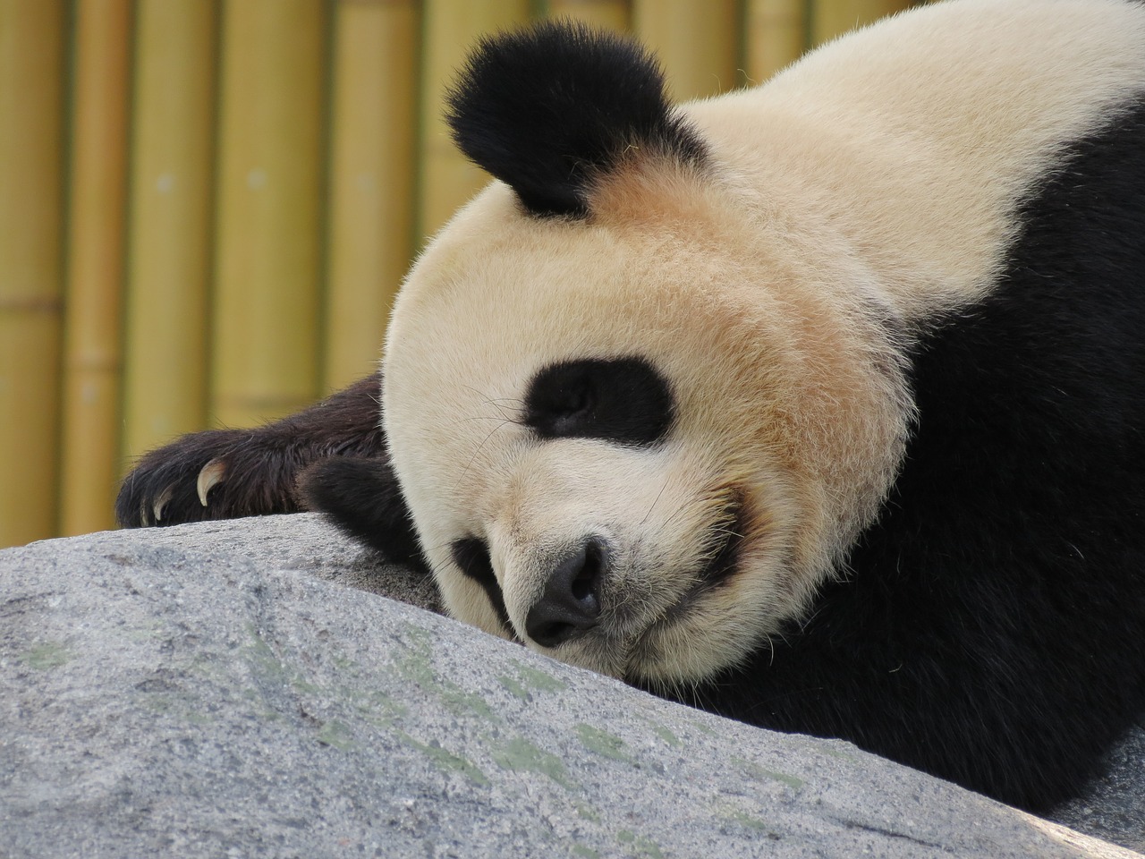 Panda, Milžiniška Panda, Turėti, Miega, Nemokamos Nuotraukos,  Nemokama Licenzija