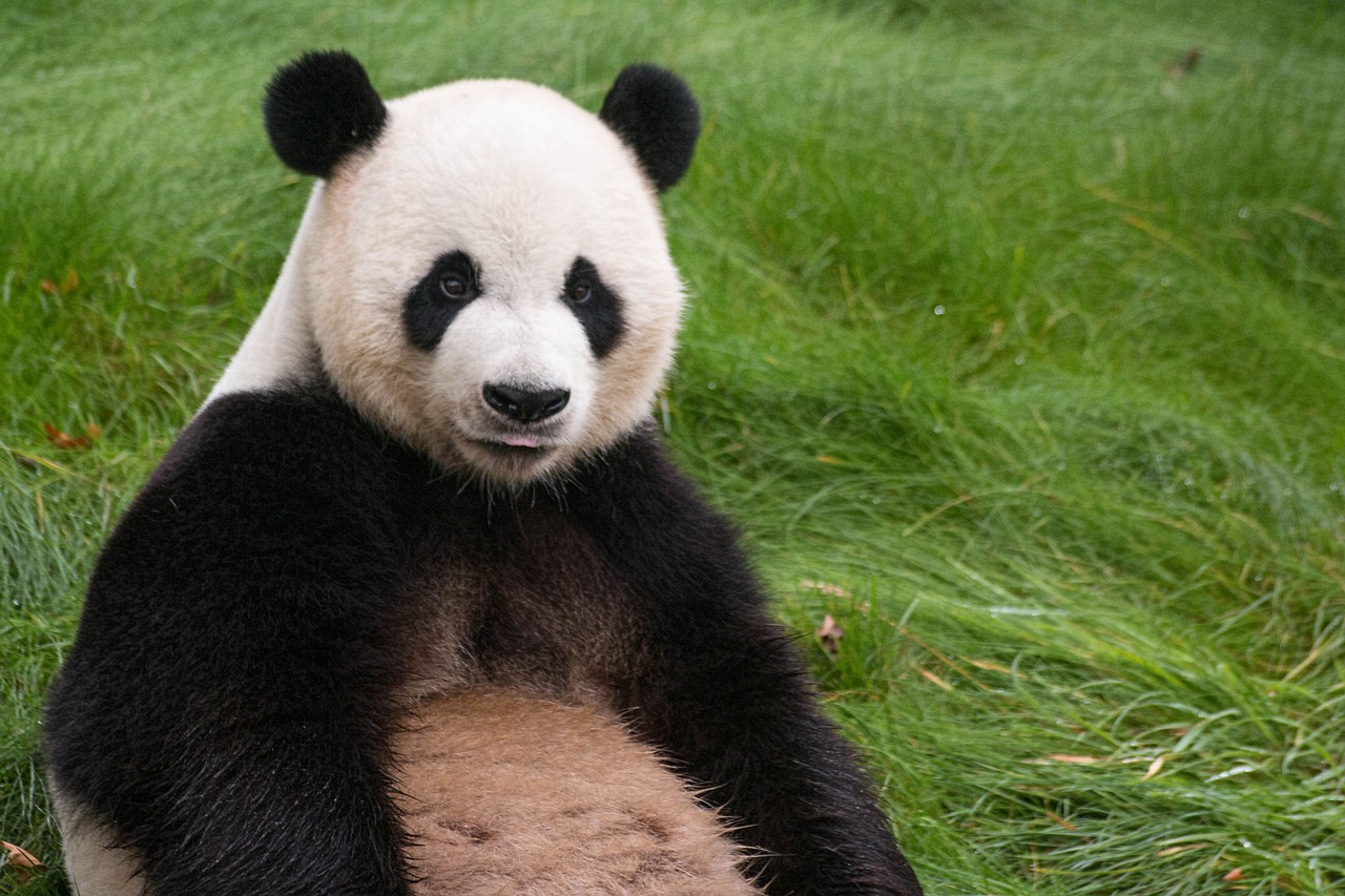 Panda, Gyvūnas, Asija, Mielas, Žinduolis, Zoologijos Sodas, Nykstančių Balsu, Gyvūnai, Pairi Daiza, Nemokamos Nuotraukos