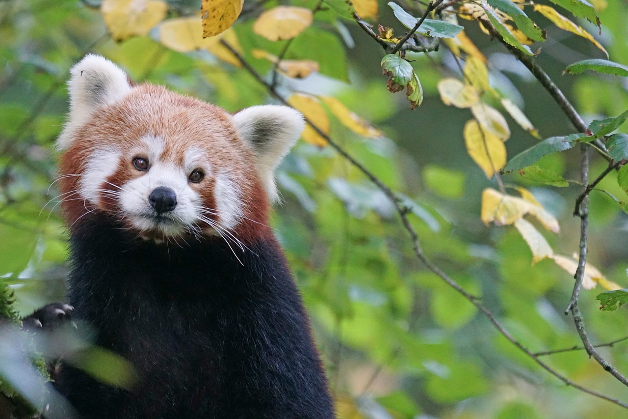 Panda, Raudonoji Panda, Ugnis Lapė, Aukso Šuo, Mielas, Plėšrūnas, Alpinistas, Medis, Žinduolis, Gyvūnų Pasaulis