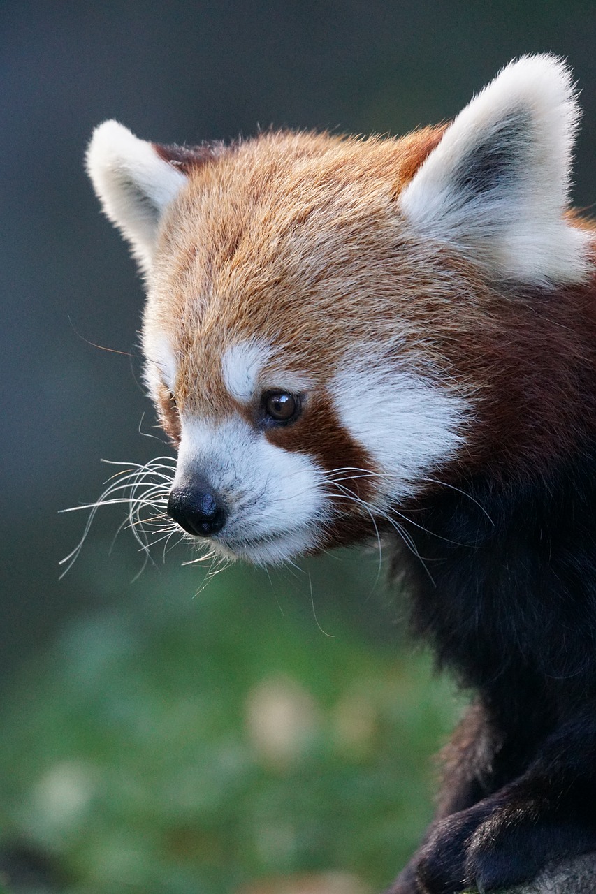 Panda, Raudonoji Panda, Ugnis Lapė, Aukso Šuo, Mielas, Gyvūnų Pasaulis, Uždaryti, Ailurus Fulgens, Nemokamos Nuotraukos,  Nemokama Licenzija