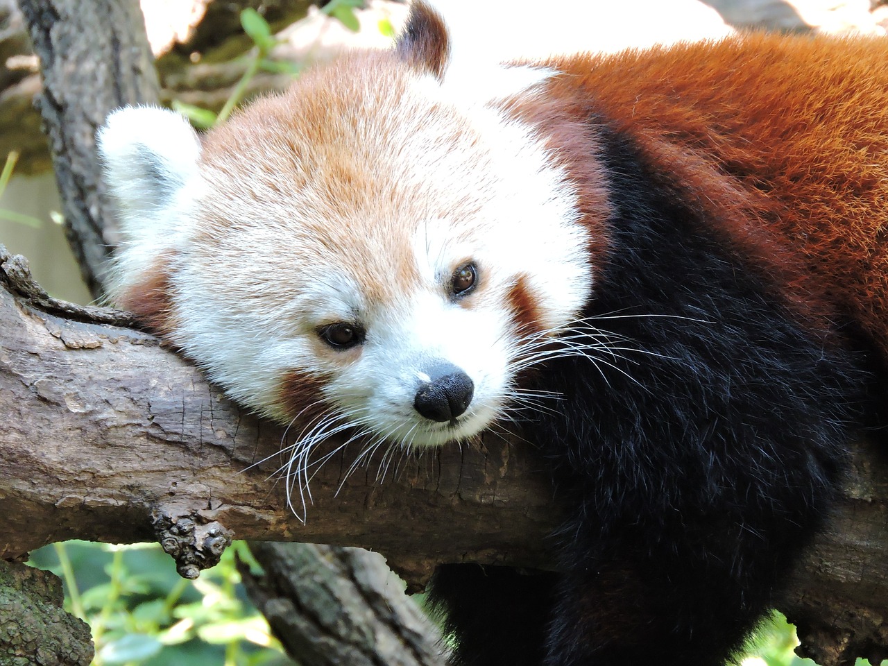 Panda, Zoologijos Sodas, Laukinė Gamta, Kinai, Turėti, Gyvūnas, Nemokamos Nuotraukos,  Nemokama Licenzija