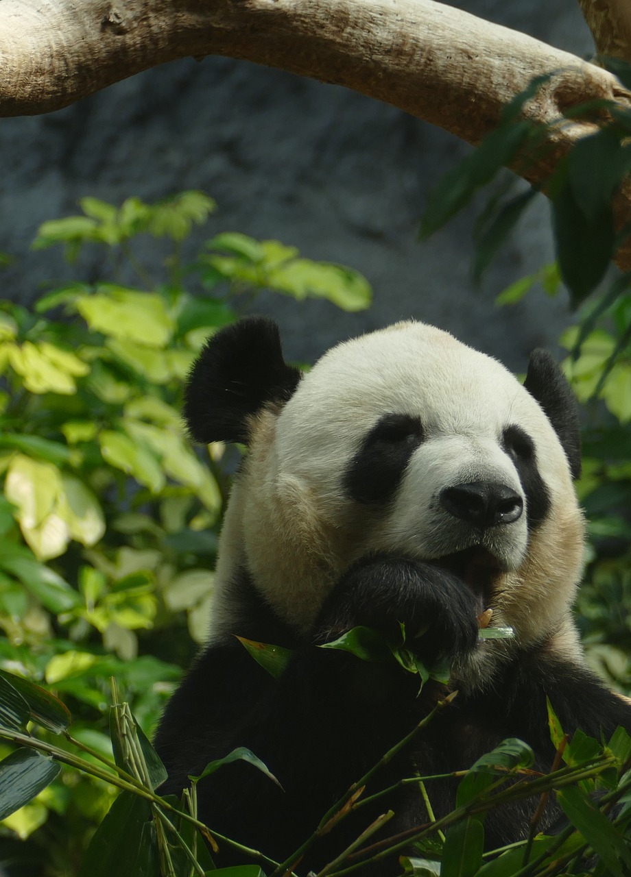 Panda, Turėti, Galvos Piešinys, Žinduolis, Juoda Ir Balta, Pandos Lydinys, Bambukas, Kinija, Mielas, Zoologijos Sodas