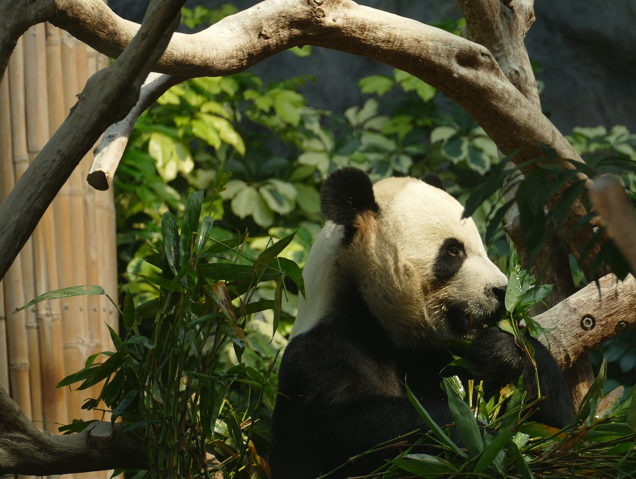 Panda, Turėti, Galvos Piešinys, Žinduolis, Juoda Ir Balta, Pandos Lydinys, Bambukas, Kinija, Mielas, Zoologijos Sodas