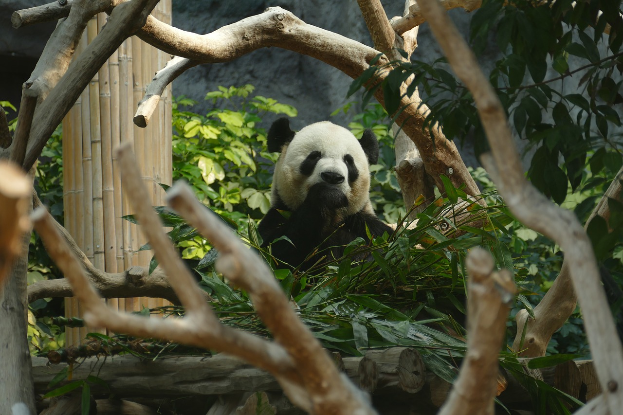 Panda, Turėti, Galvos Piešinys, Žinduolis, Juoda Ir Balta, Pandos Lydinys, Bambukas, Kinija, Mielas, Zoologijos Sodas