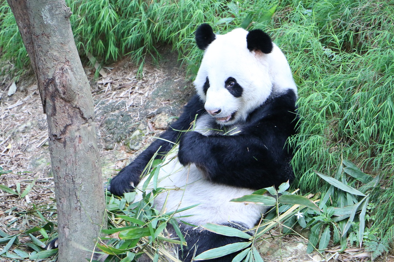 Panda, Nykstantis, Turėti, Kinai, Bambukas, Nemokamos Nuotraukos,  Nemokama Licenzija