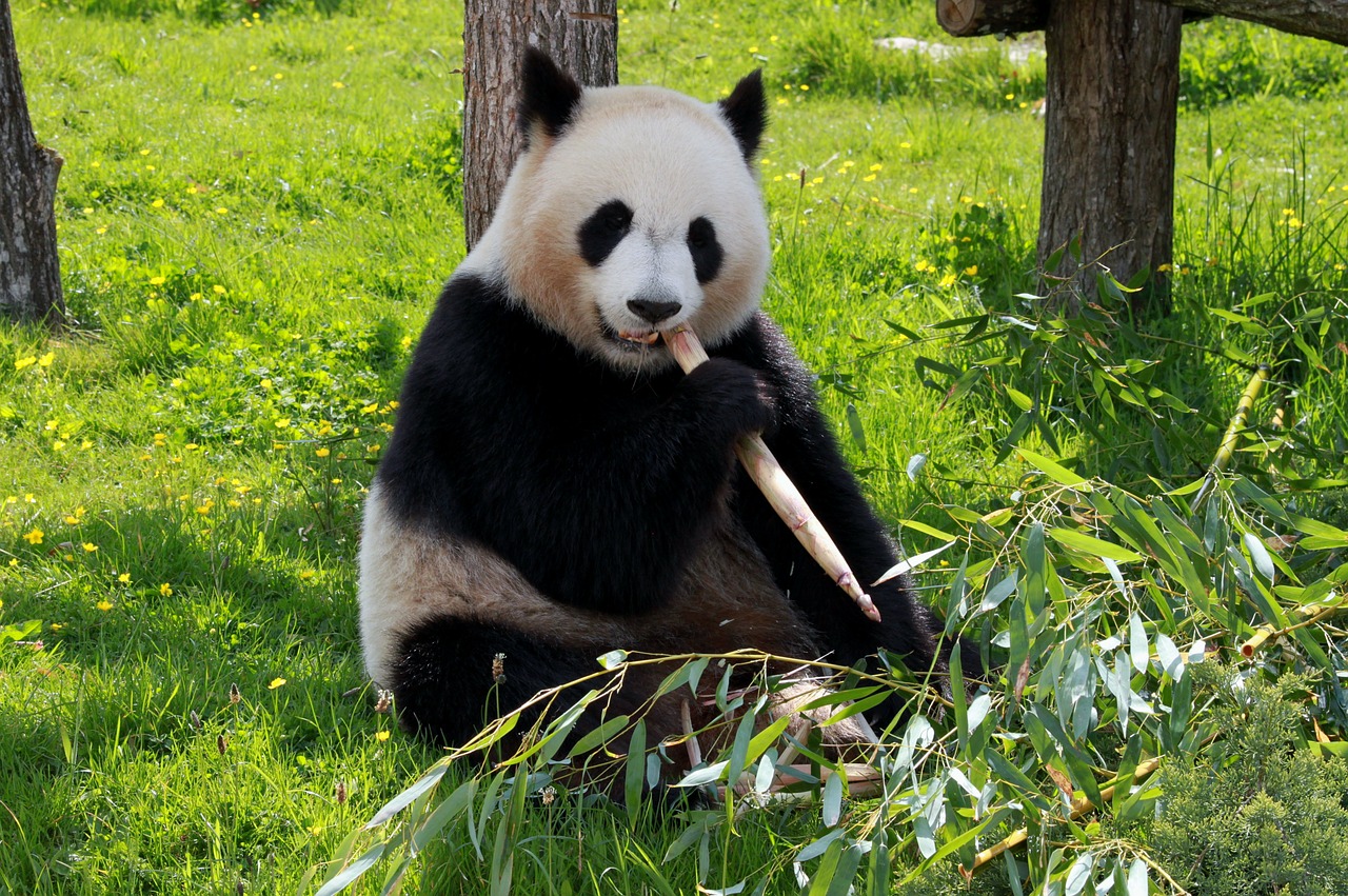 Panda, Beauvalle, Fauna, Gyvūnai, Nemokamos Nuotraukos,  Nemokama Licenzija