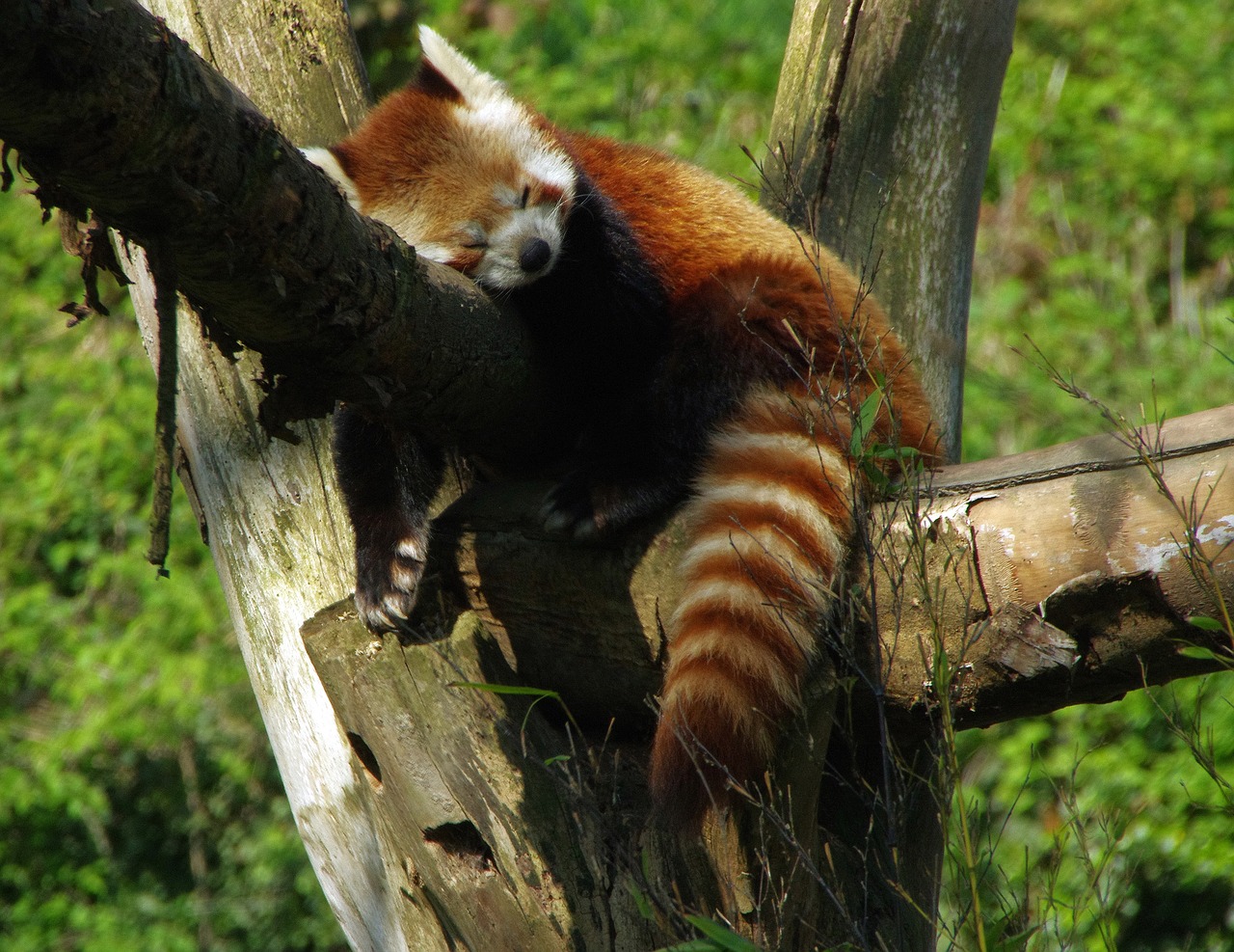 Panda, Roux, Zoologijos Sodas, Panda Spinduliavimo, Ailuridae, Ailurus Fulgens, Juostelė, Kailis, Nemokamos Nuotraukos,  Nemokama Licenzija