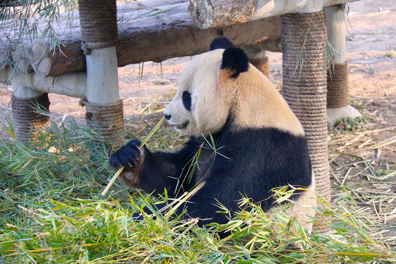 Panda, Gyvūnas, Zoologijos Sodas, Nemokamos Nuotraukos,  Nemokama Licenzija