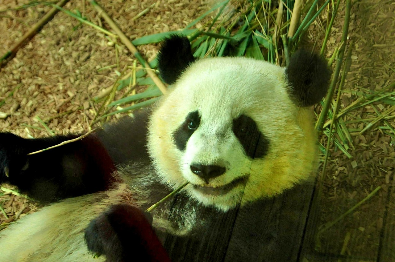 Panda, Turėti, Zoologijos Sodas, Gyvūnas, Laukiniai, Zoologija, Žinduolis, Rūšis, Aplinka, Lauke