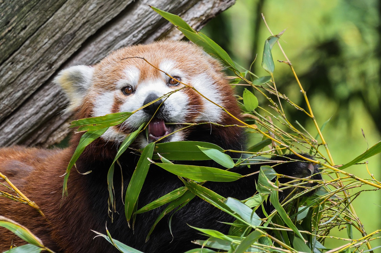 Panda, Roux, Valgyti, Medis, Nemokamos Nuotraukos,  Nemokama Licenzija