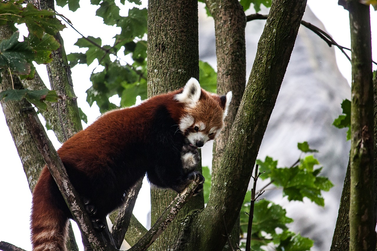 Panda, Gyvūnas, Medis, Gamta, Mielas, Bambukas, Nemokamos Nuotraukos,  Nemokama Licenzija