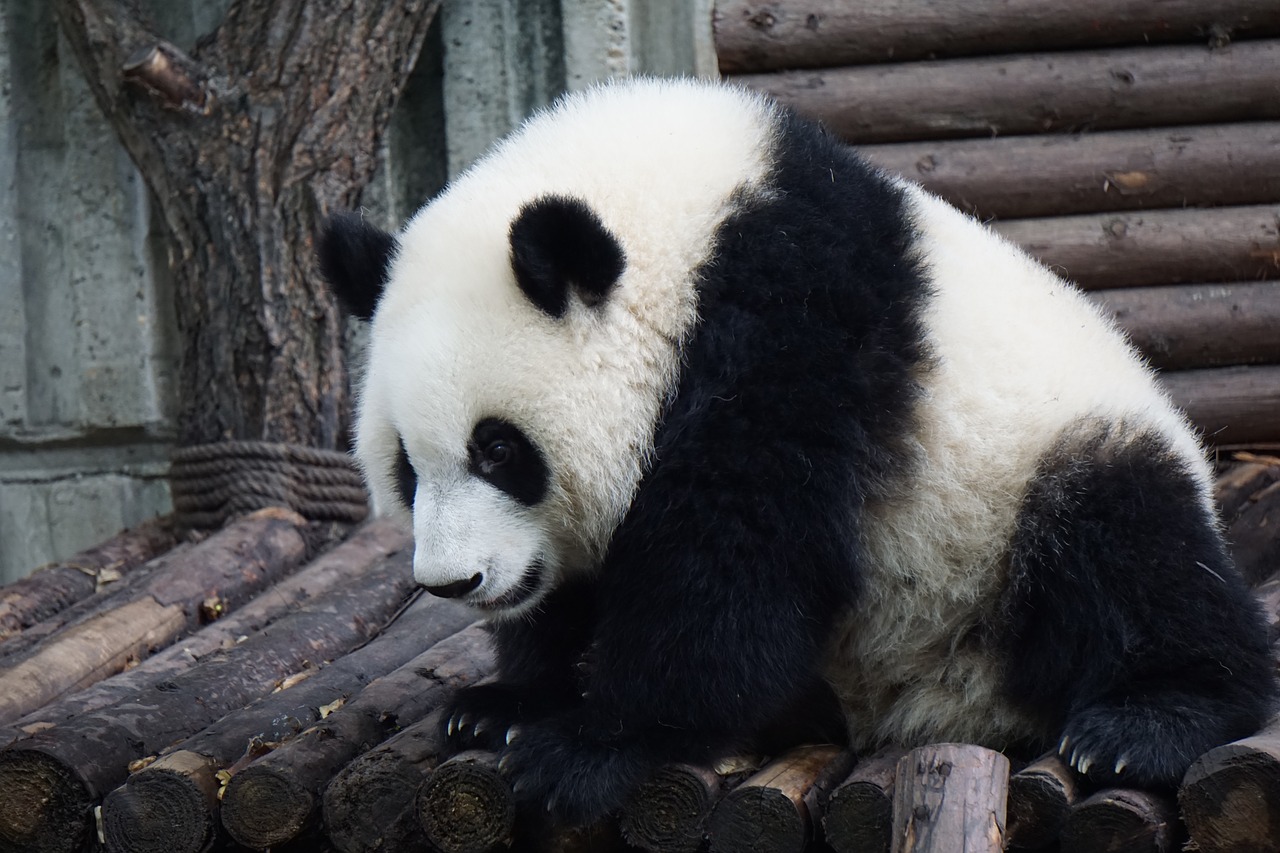 Panda, Suaugęs Pandas, Didelis Pandas, Laukiniai, Gyvūnas, Suaugęs, Laukinė Gamta, Mielas, Balta, Zoologijos Sodas