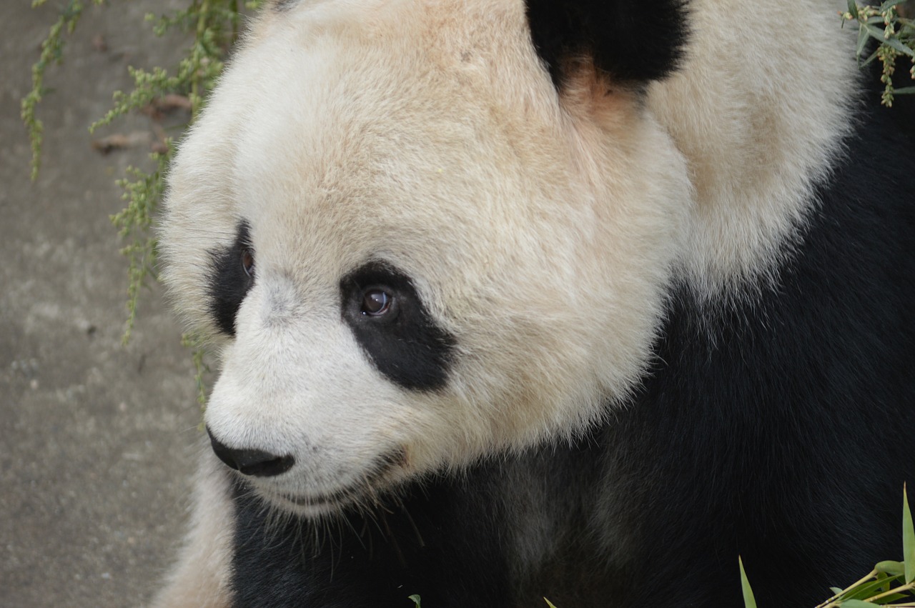 Panda, Gyvūnas, Turėti, Laukinė Gamta, Kinai, Džiunglės, Bambukas, Nykstantis, Milžinas, Žinduoliai