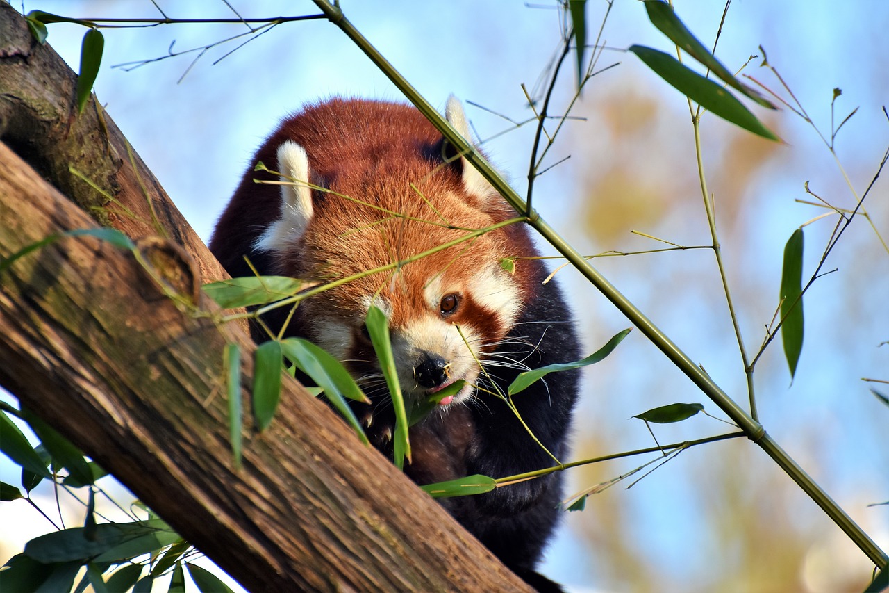 Panda, Rudas Pandas, Raudonoji Panda, Pandos Lydinys, Žinduolis, Laukinis Gyvūnas, Kinija, Alpinistas, Mielas, Turėti