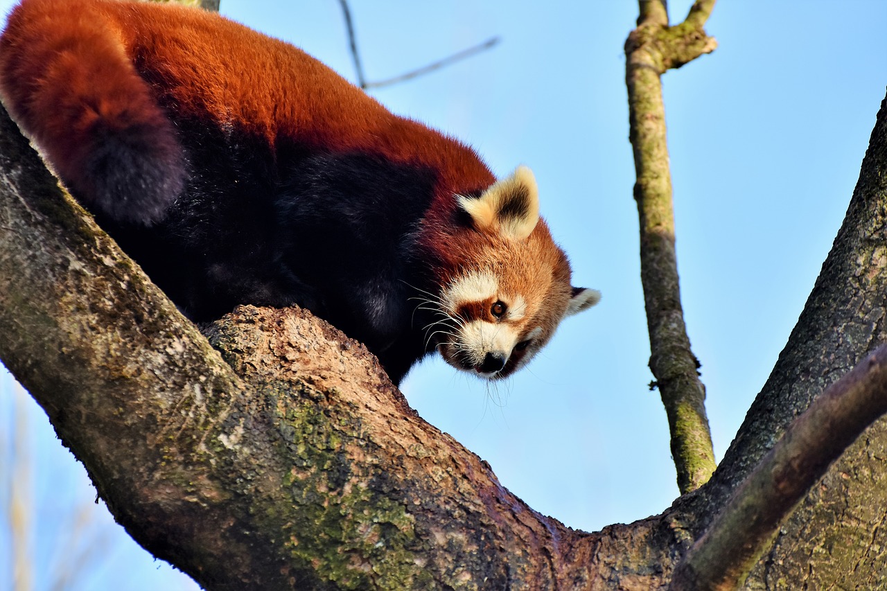 Panda, Pandos Lydinys, Rudas Pandas, Turėti, Žinduolis, Mielas, Raudonoji Panda, Bambukas, Laukinis Gyvūnas, Macau