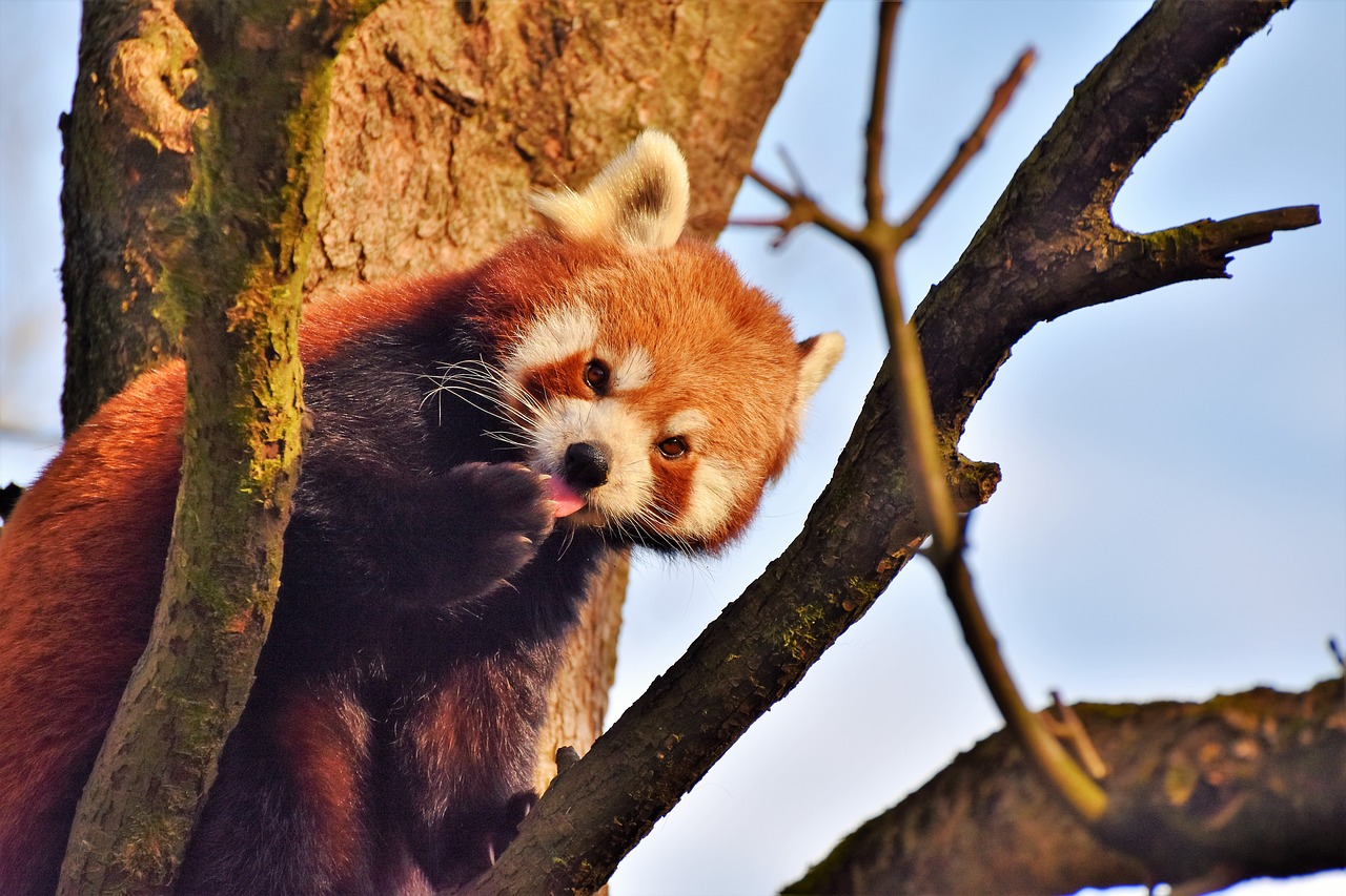 Panda, Pandos Lydinys, Rudas Pandas, Turėti, Žinduolis, Mielas, Raudonoji Panda, Bambukas, Laukinis Gyvūnas, Macau