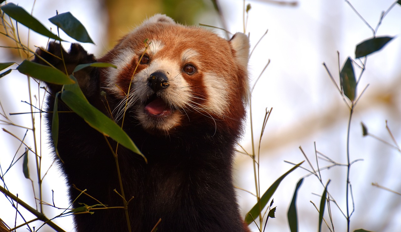 Panda, Raudonoji Panda, Turėti Katę, Ugnis Lapė, Ailurus Fulgens, Plėšrūnas, Žinduolis, Himalajus, Pietvakarių Kinija, Kinija