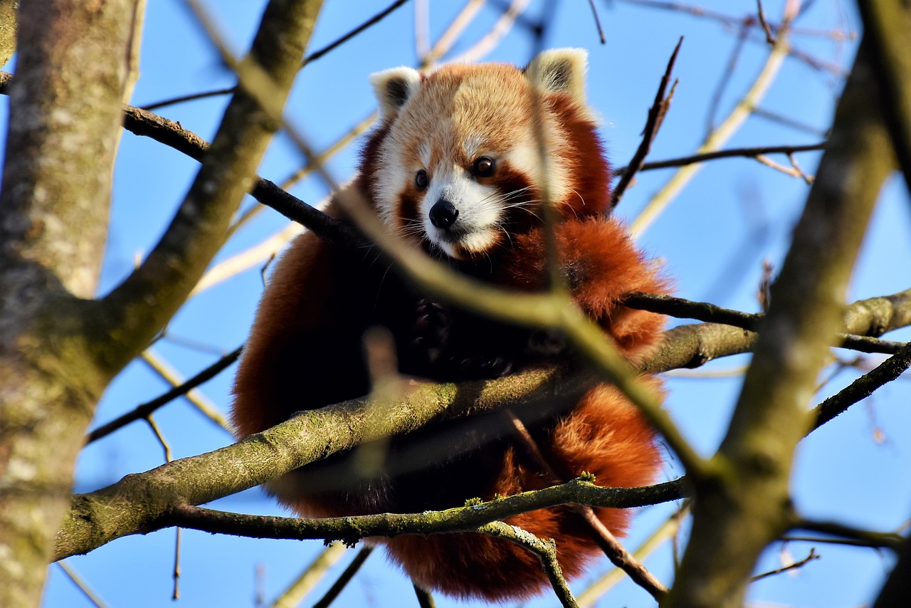 Panda,  Rudas Pandas,  Raudonoji Panda,  Pandos Lydinys,  Žinduolis,  Laukinis Gyvūnas,  Kinija,  Alpinistas,  Mielas,  Turėti