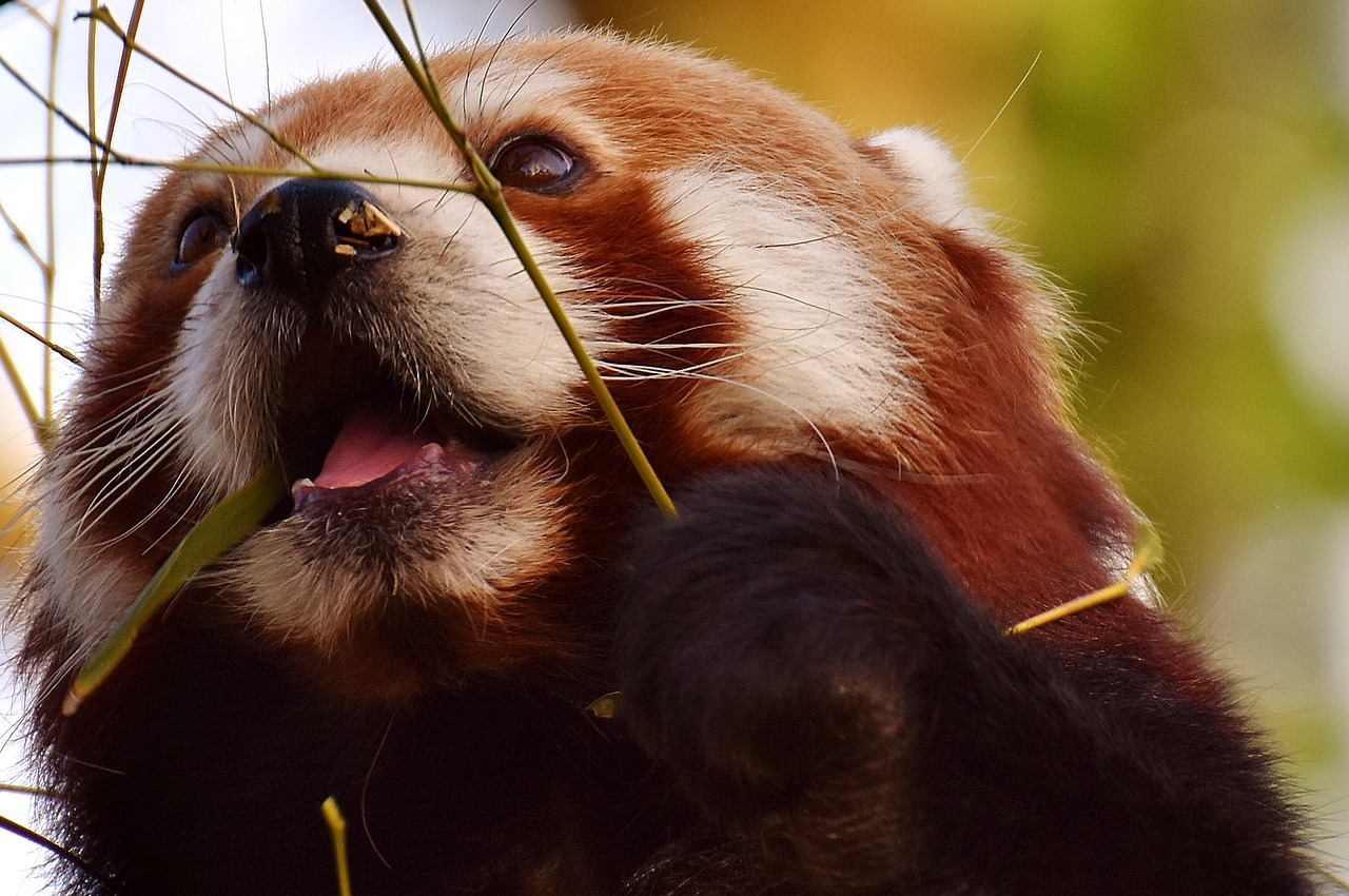 Panda,  Raudonoji Panda,  Turėti Katę,  Ugnis Lapė,  Ailurus Fulgens,  Plėšrūnas,  Žinduolis,  Himalajus,  Pietvakarių Kinija,  Kinija