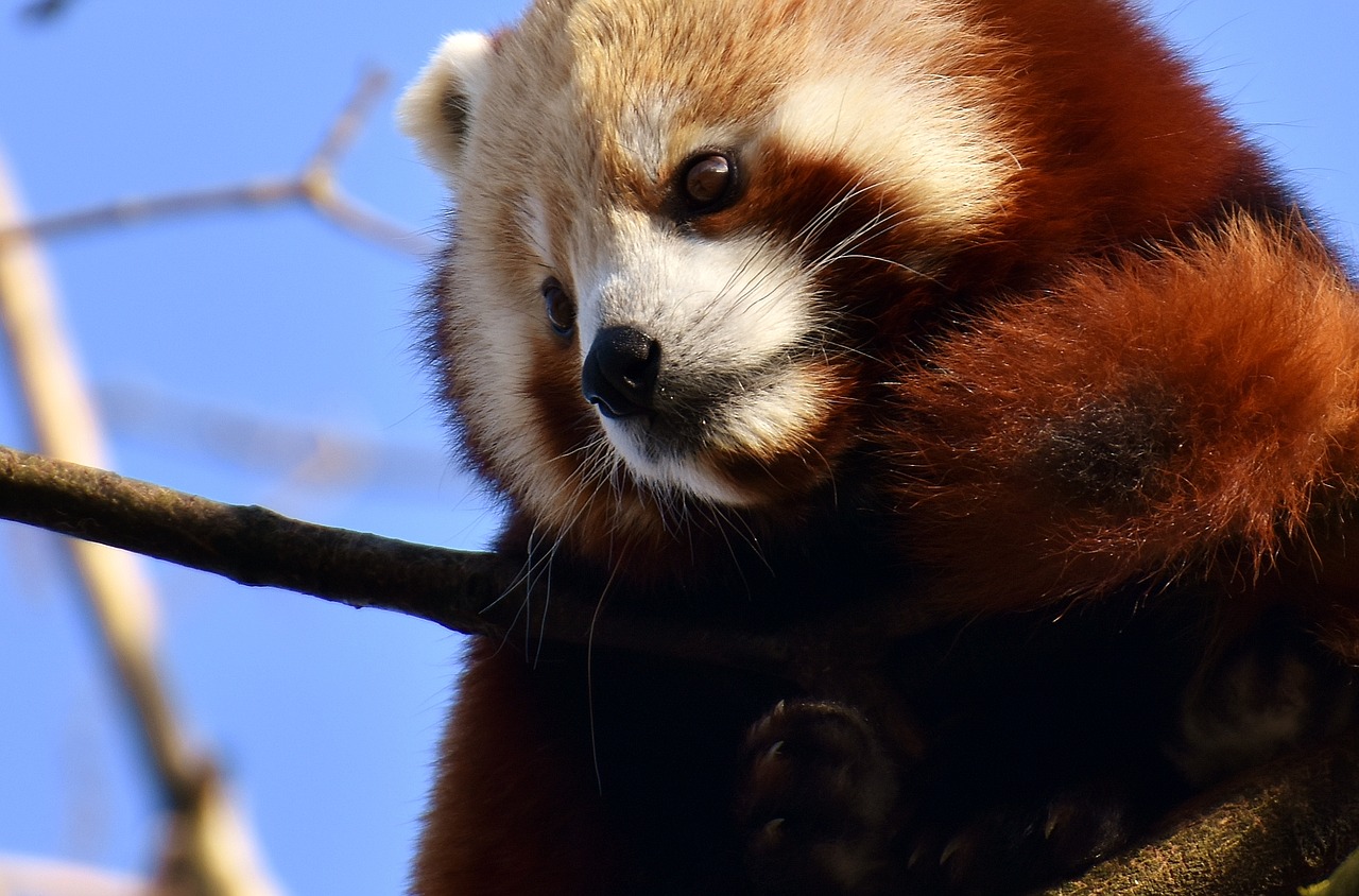Panda,  Raudonoji Panda,  Turėti Katę,  Ugnis Lapė,  Ailurus Fulgens,  Plėšrūnas,  Žinduolis,  Himalajus,  Pietvakarių Kinija,  Kinija