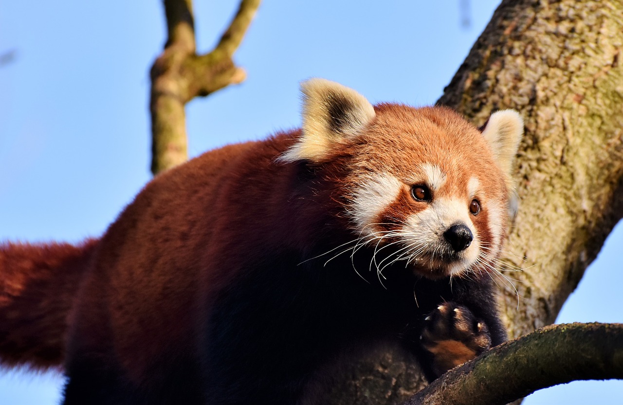 Panda,  Rudas Pandas,  Raudonoji Panda,  Pandos Lydinys,  Žinduolis,  Laukinis Gyvūnas,  Kinija,  Alpinistas,  Mielas,  Turėti