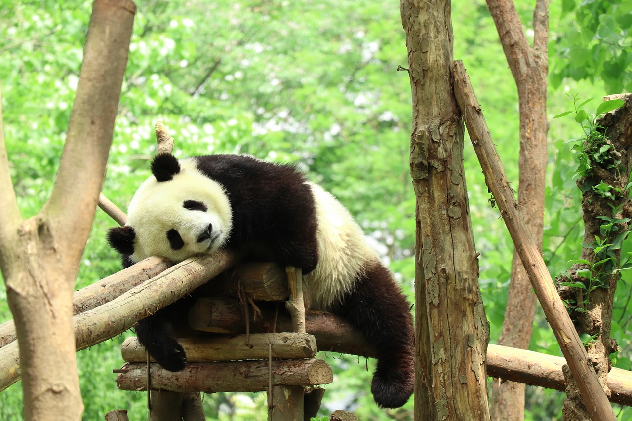 Panda,  Zoo,  Tingus, Nemokamos Nuotraukos,  Nemokama Licenzija