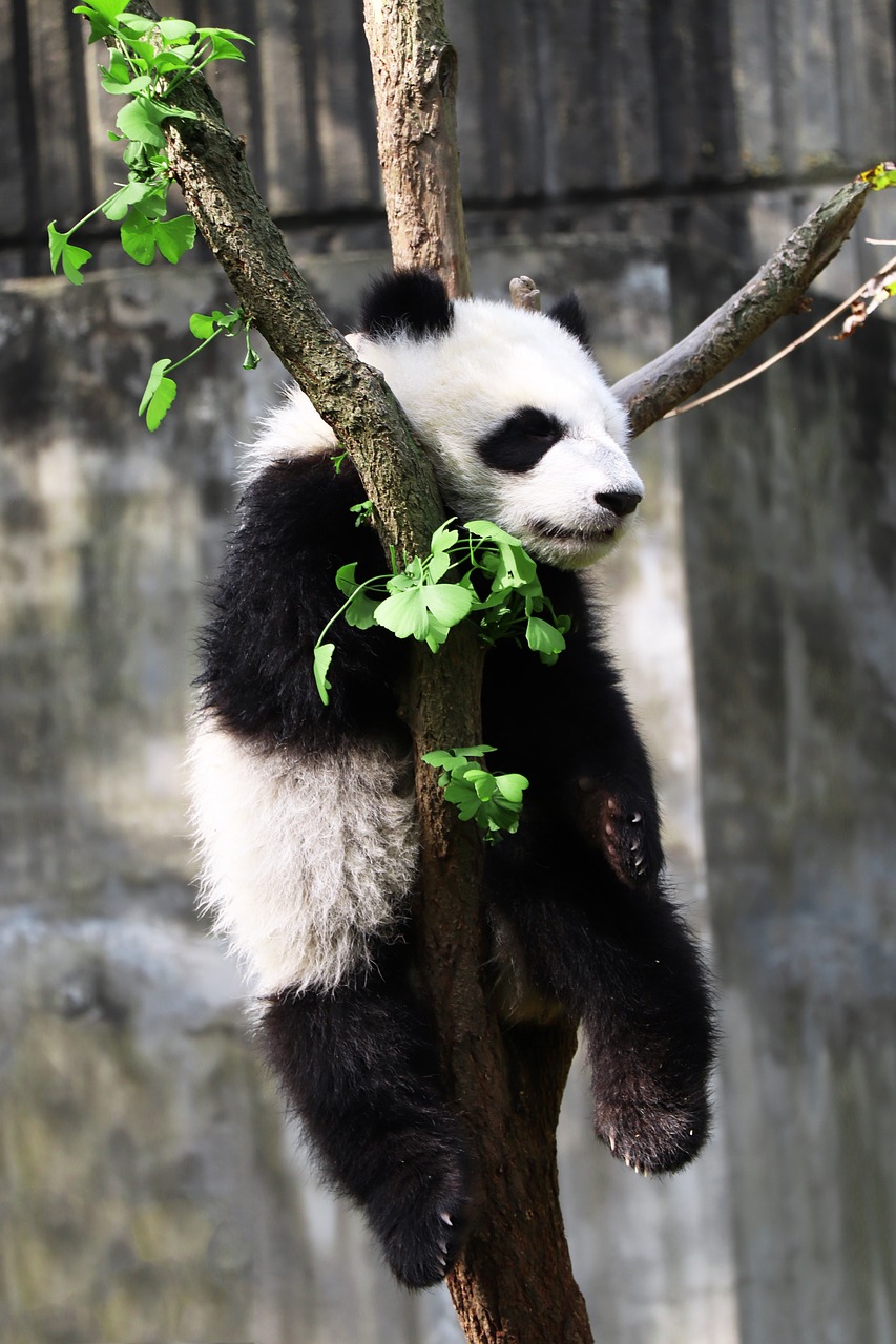 Panda,  Žinduolis,  Zoologijos Sodas, Nemokamos Nuotraukos,  Nemokama Licenzija