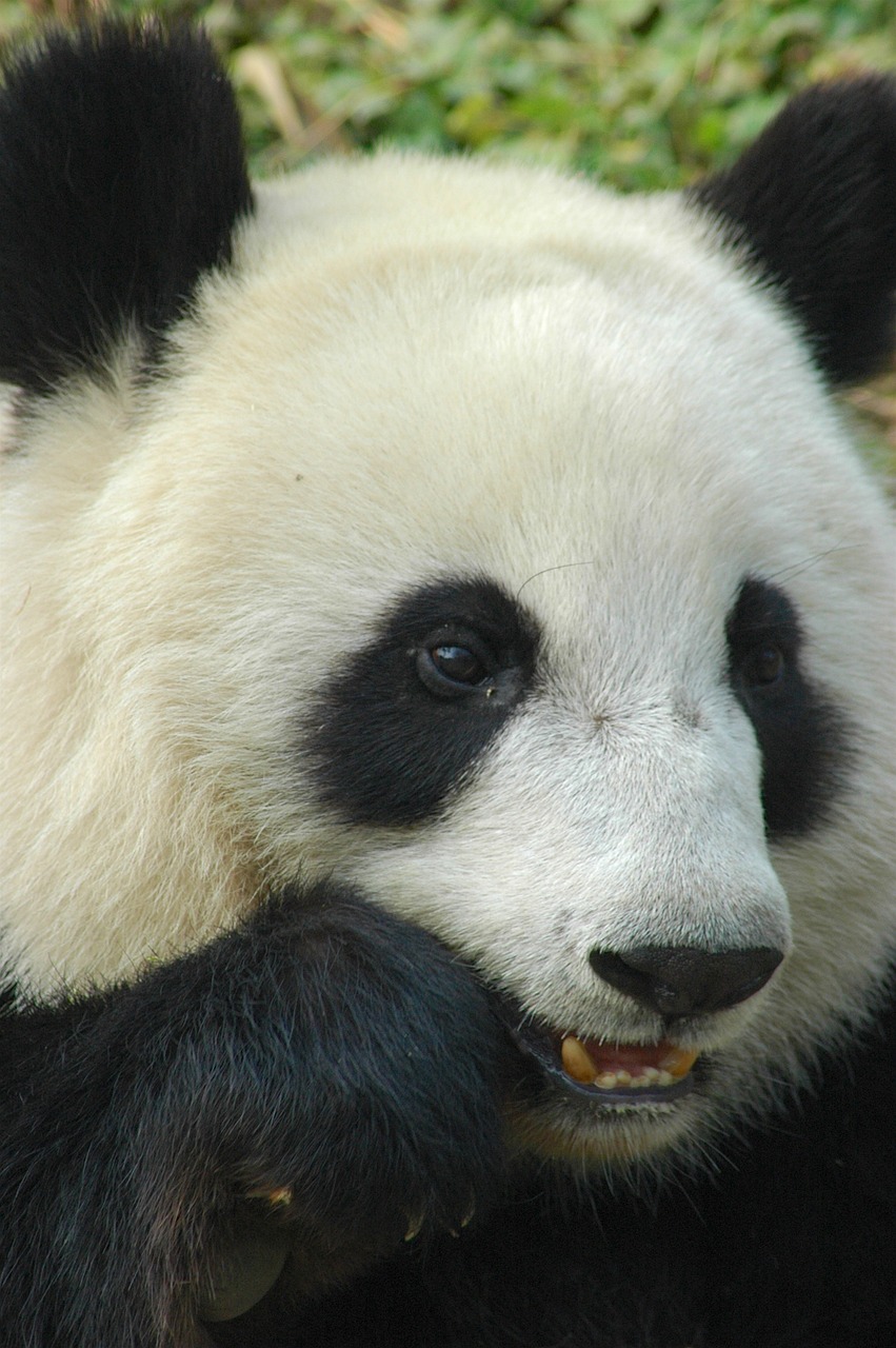 Panda,  Cheng-Du,  Gyvūnas,  Bambuko,  Turėti, Nemokamos Nuotraukos,  Nemokama Licenzija