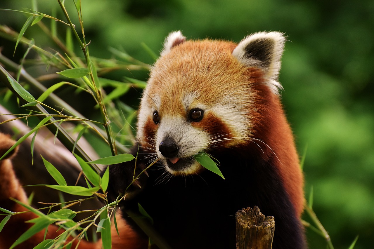 Panda,  Raudonoji Panda,  Padengia Katė,  Ailurus Fulgens,  Predator,  Žinduolis,  Zoo,  Hellabrunn,  Tierpark Hellabrunn, Nemokamos Nuotraukos