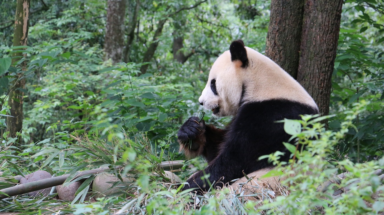 Panda,  Sičuano,  Kinija,  J.,  Bifengxia,  Nacionaline Vertybe,  Mielas, Nemokamos Nuotraukos,  Nemokama Licenzija