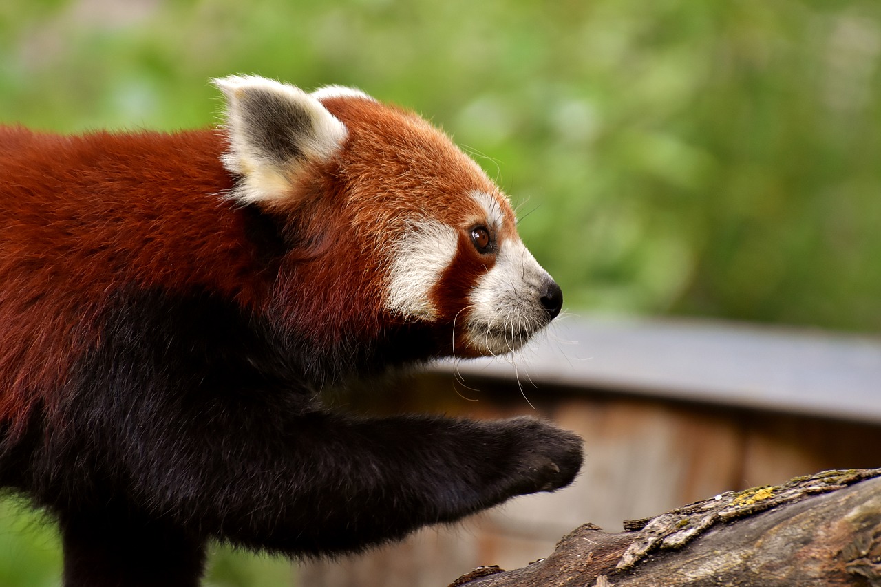 Panda,  Raudonoji Panda,  Padengia Katė,  Ailurus Fulgens,  Predator,  Žinduolis,  Himalajai,  Pietvakarius Kinija,  Zoo,  Hellabrunn