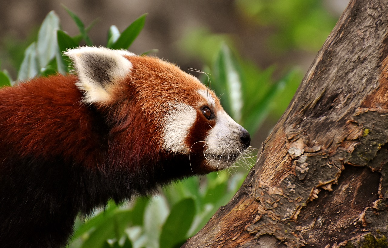 Panda,  Raudonoji Panda,  Padengia Katė,  Ailurus Fulgens,  Predator,  Žinduolis,  Himalajai,  Pietvakarius Kinija,  Zoo,  Hellabrunn