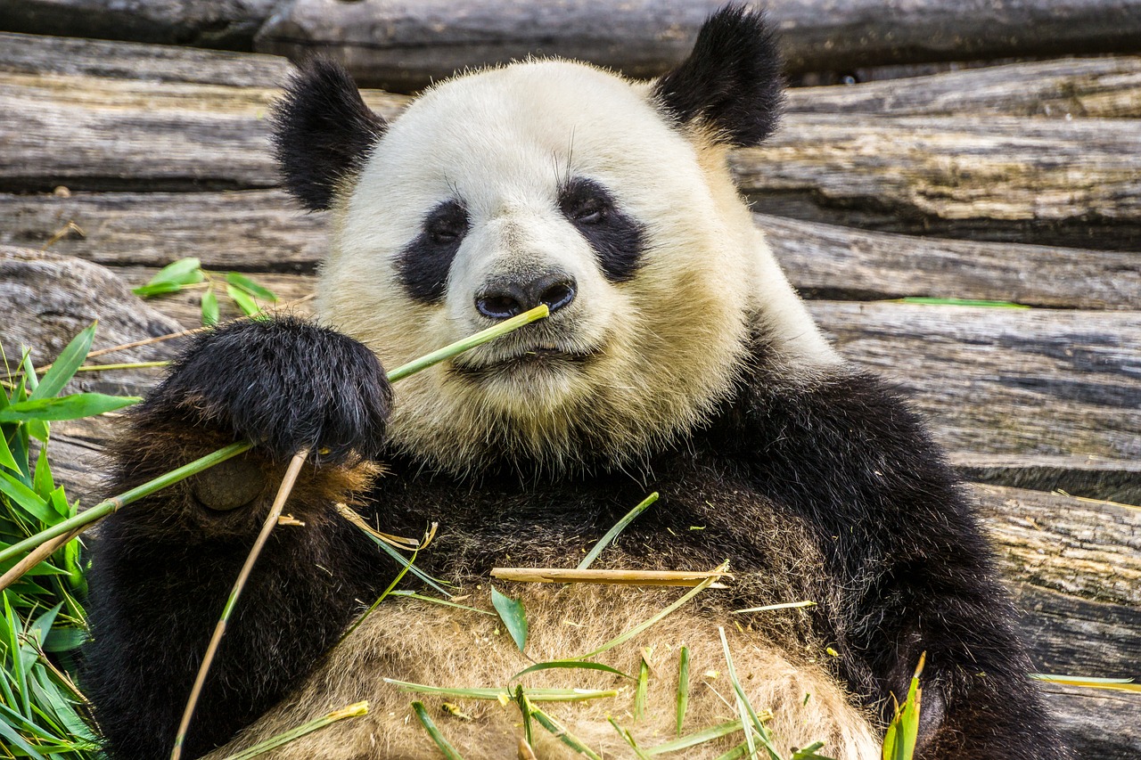 Panda,  Panda Bear,  Gyvūnas,  Zoo,  Bambuko,  Pobūdį,  Žolėdžiai,  Juoda Ir Balta,  Kinija, Nemokamos Nuotraukos