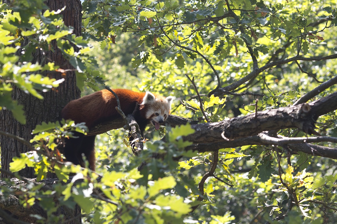 Panda,  Raudona,  Medis,  Žinduolis,  Gyvūnas,  Zoo,  Atsipalaiduoti,  Ailurus Fulgens, Nemokamos Nuotraukos,  Nemokama Licenzija