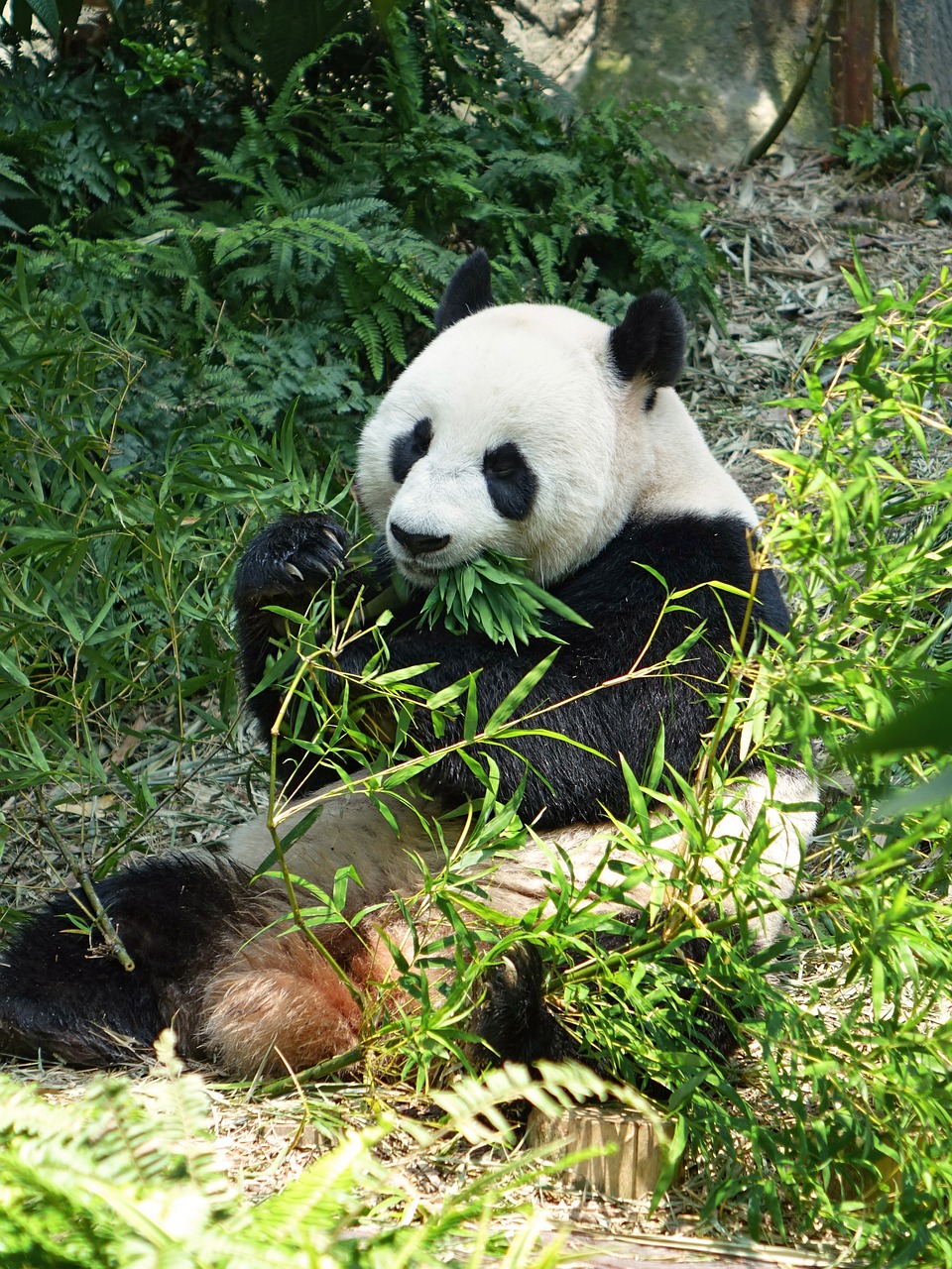 Panda, Nykstantis, Retas, Apsaugotas, Bambukas, Nacionalinis Lobis, Zoologijos Sodas, Laukinė Gamta, Išsaugojimas, Jia Jia